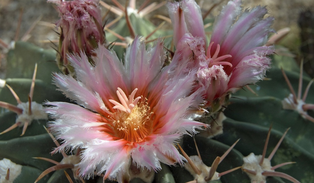 Розовые цветы кактуса крупным планом 