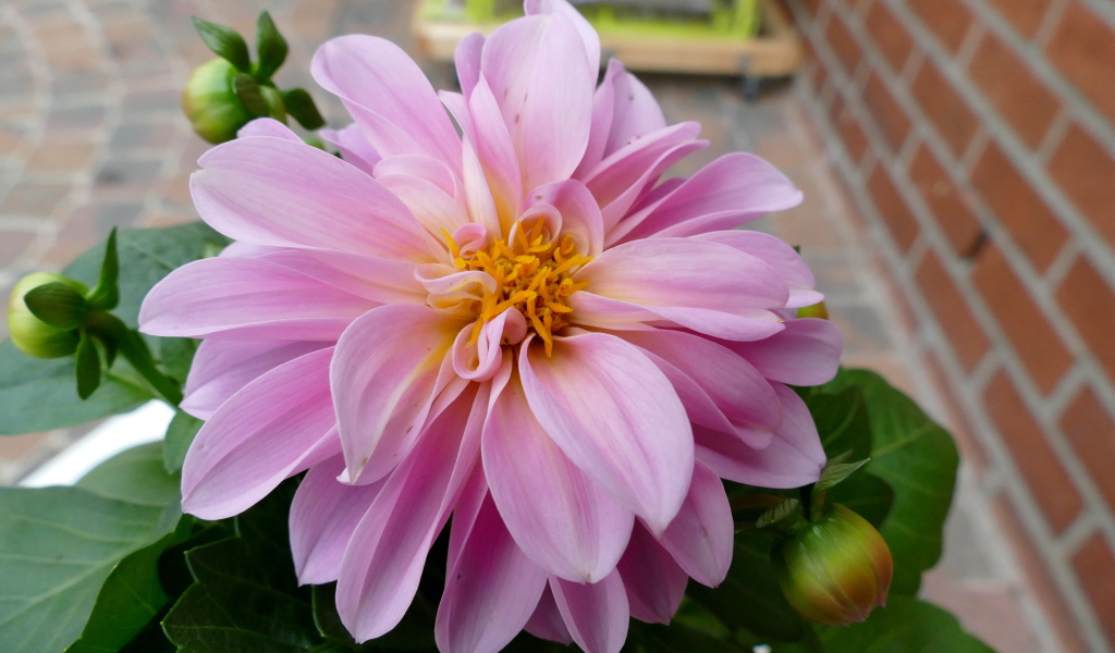 Розовая георгина с большими лепестками 