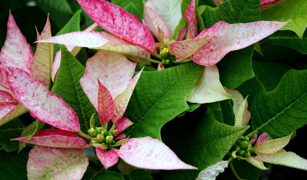 Розовые цветы Пуансеттия с зелеными листьями