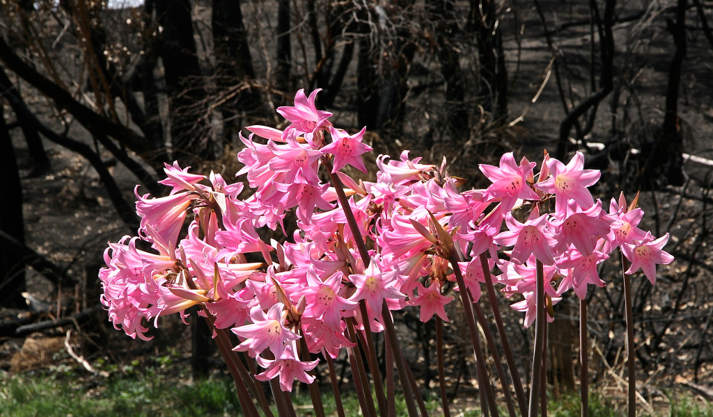 Розовые цветы амариллис крупным планом