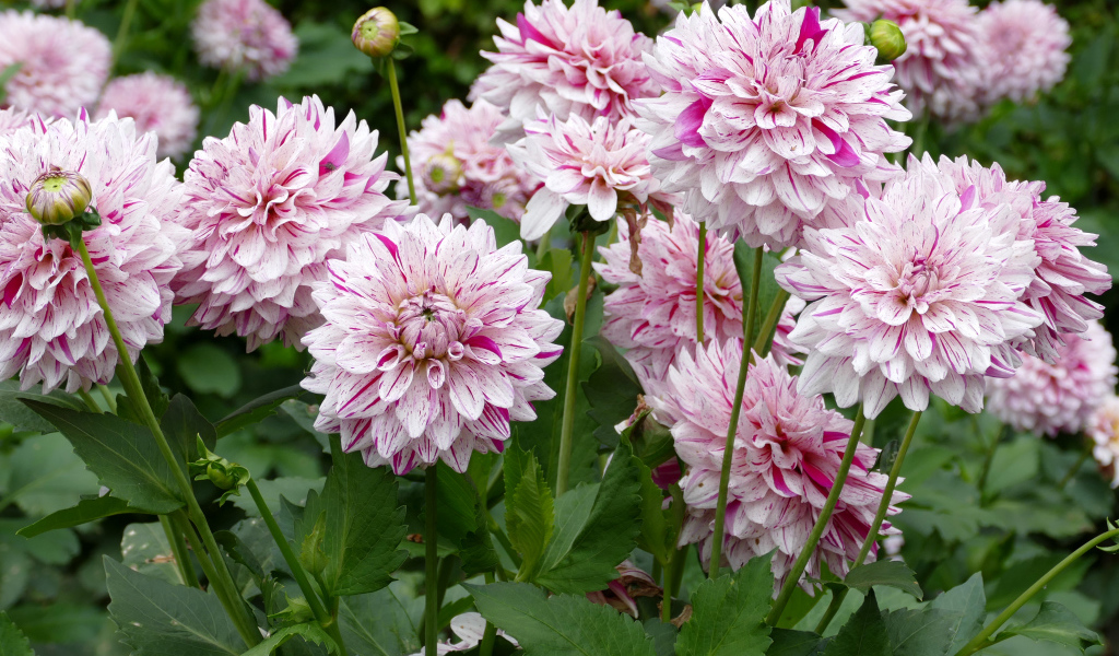 Розовые цветы георгины крупным планом