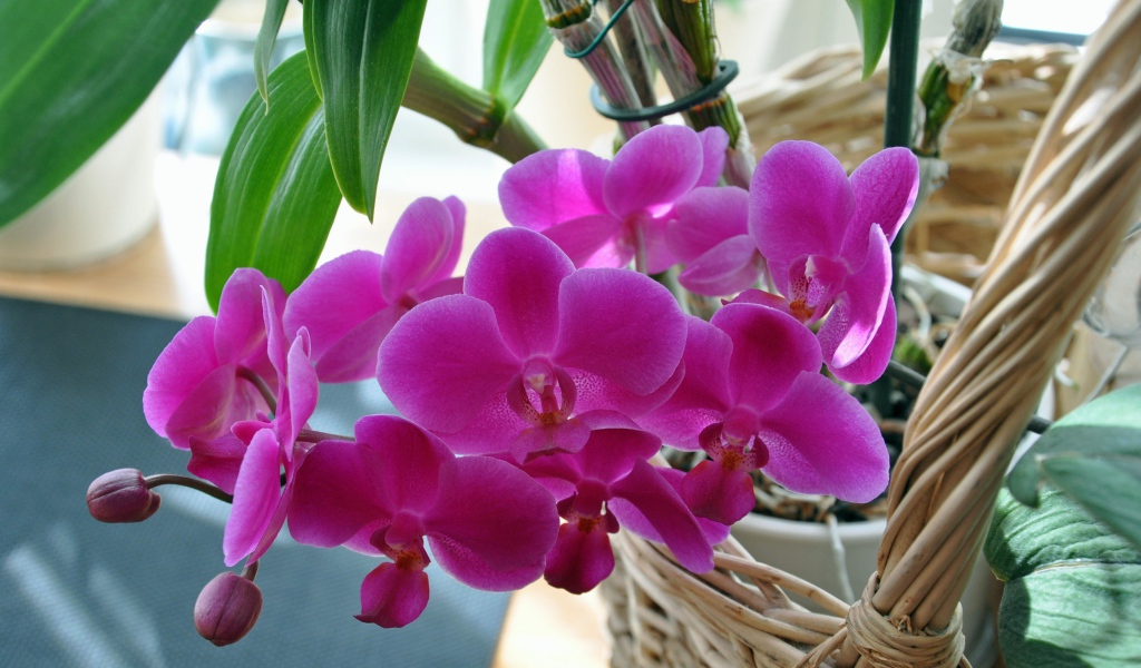 Розовые цветы цветы орхидеи  в корзине 