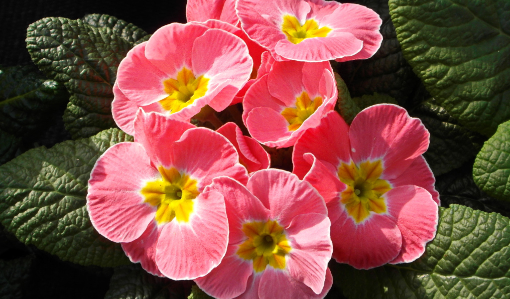 Розовые цветы примула крупным планом