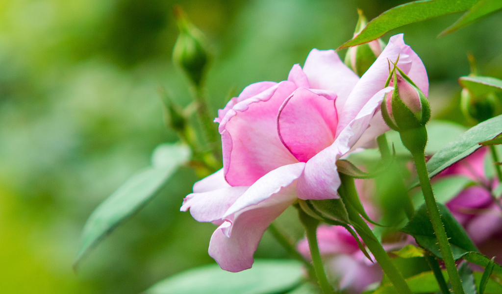 Розовая садовая роза с бутонами 