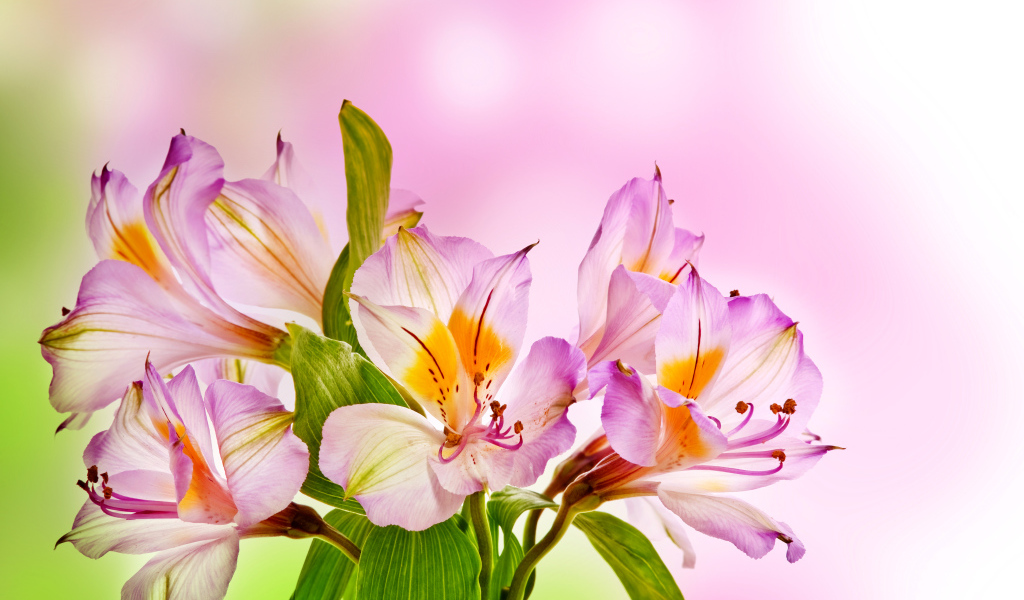 Розовые нежные цветы альстрёмерия крупным планом