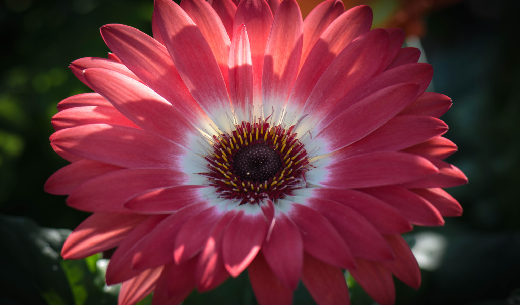 Розовая гербера в солнечном свете крупным планом