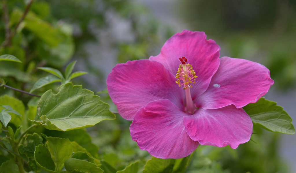 Розовый цветок гибискуса крупным планом 