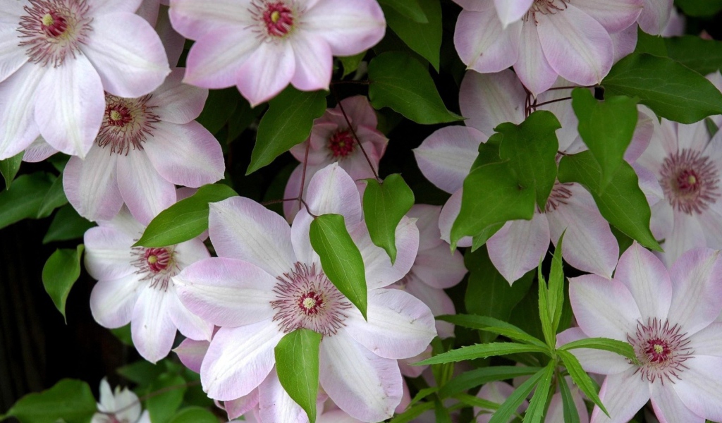 Розовые крупные цветы клематисы 