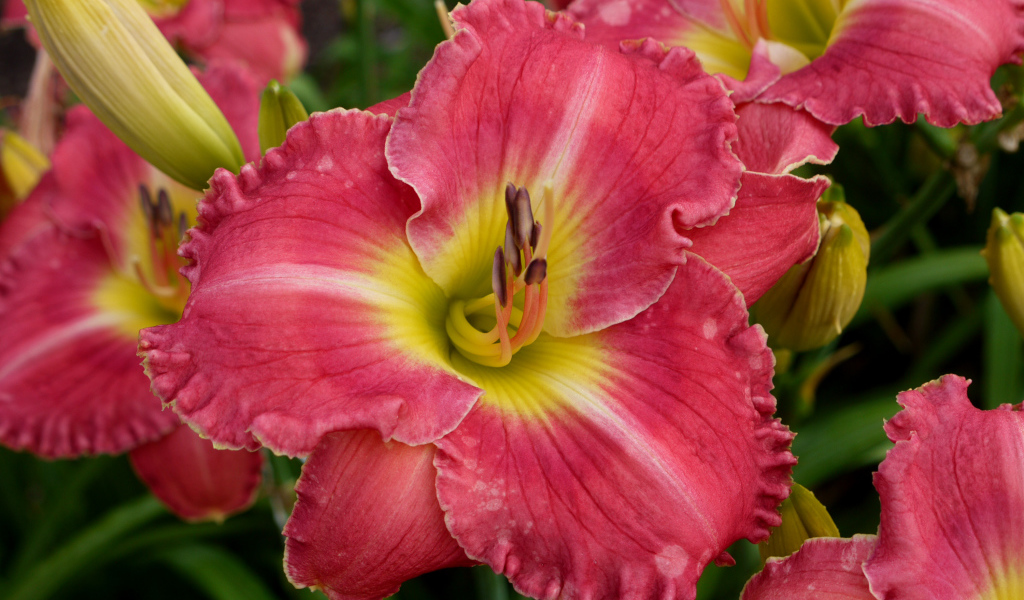 Розовые лилии с бутонами крупным планом