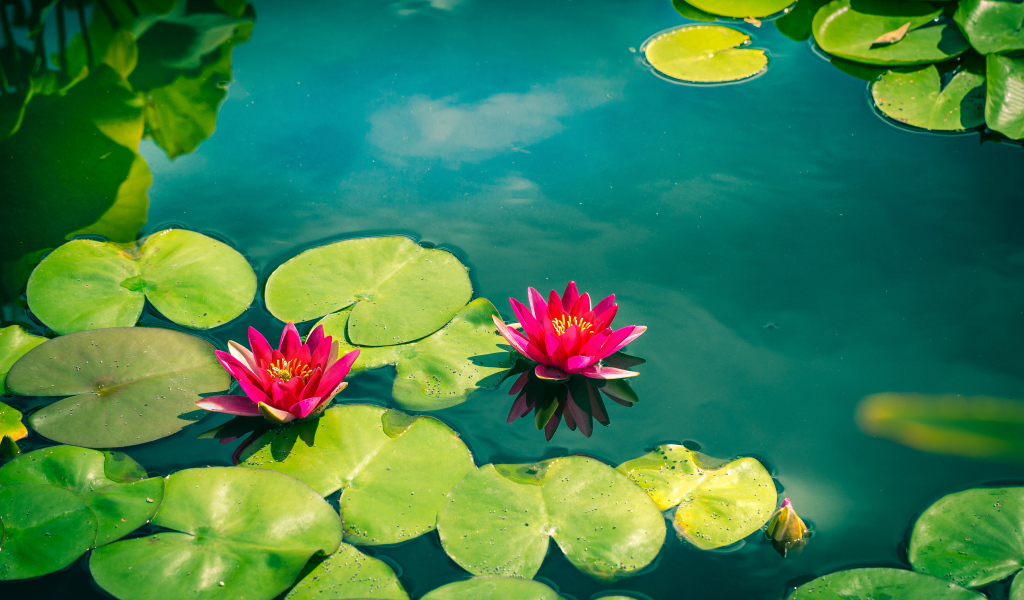 Розовые лотосы в голубой воде 