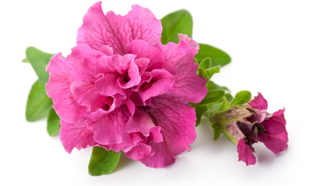 Розовый цветок петуния крупным планом на белом фоне