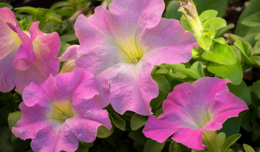 Цветы петуния розового цвета крупным планом