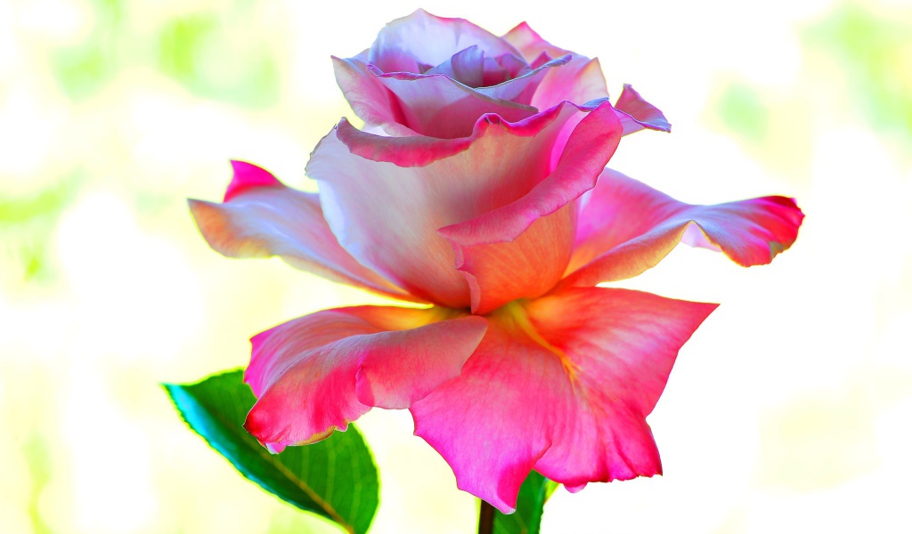 Розовый цветок розы крупным планом