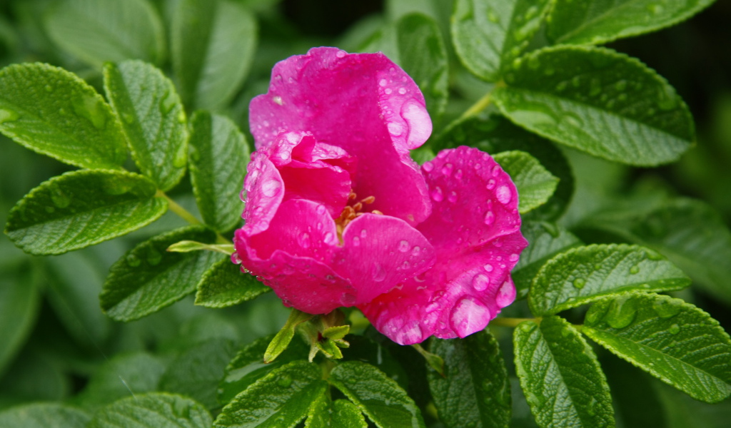 Розовый цветок шиповника в каплях дождя