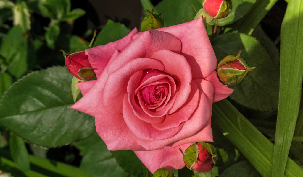 Розовая роза с бутонами на клумбе 