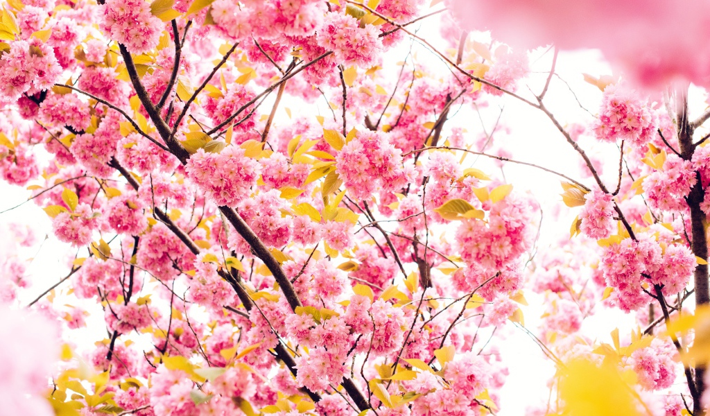 Розовые весенние цветы луизеания 