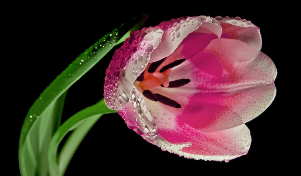 Розовый тюльпан в каплях росы на черном фоне