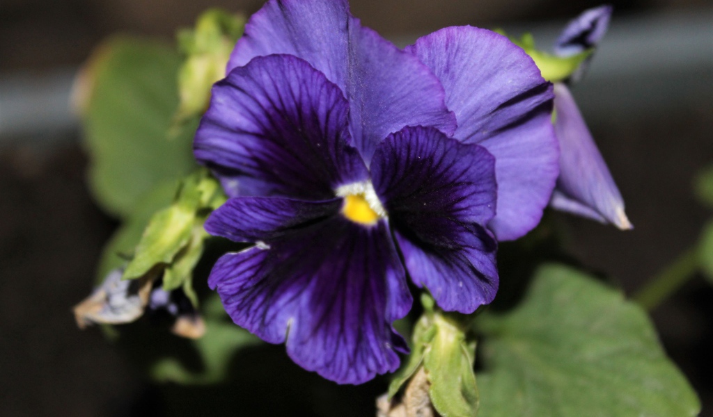 Фиолетовый цветок анютины глазки крупным планом