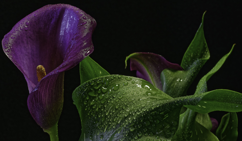 Фиолетовый цветок зантедеския в каплях воды на черном фоне