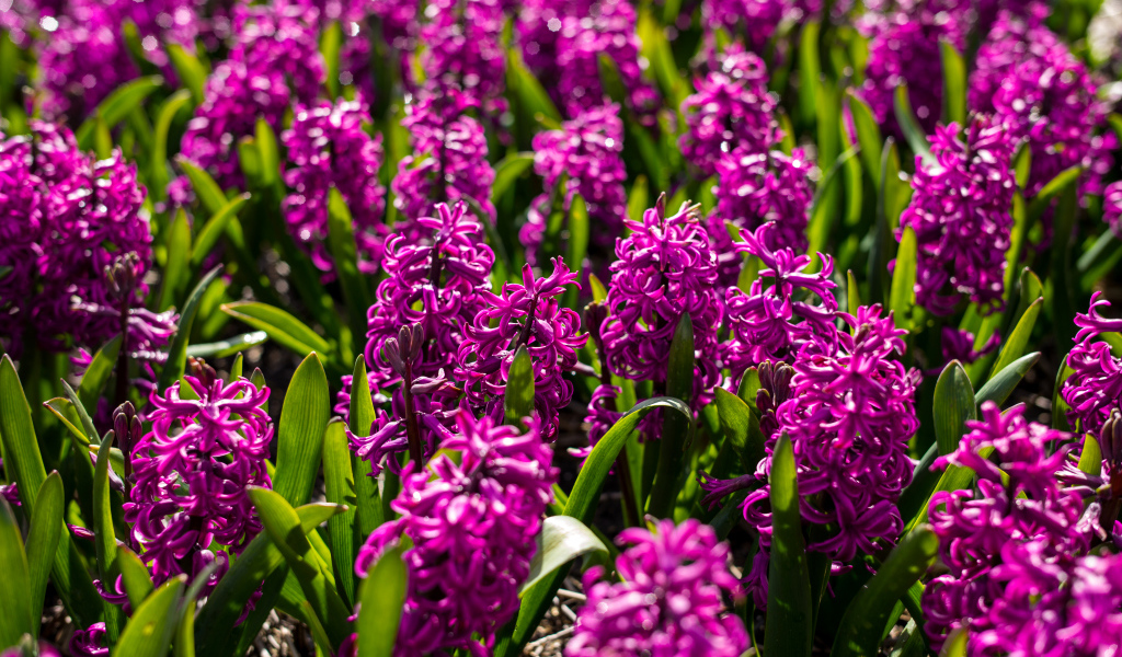 Фиолетовые цветы гиацинты на клумбе 