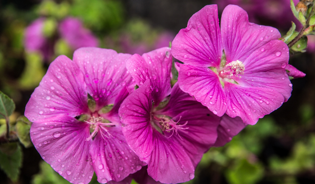 Лиловые цветы мальва в каплях росы