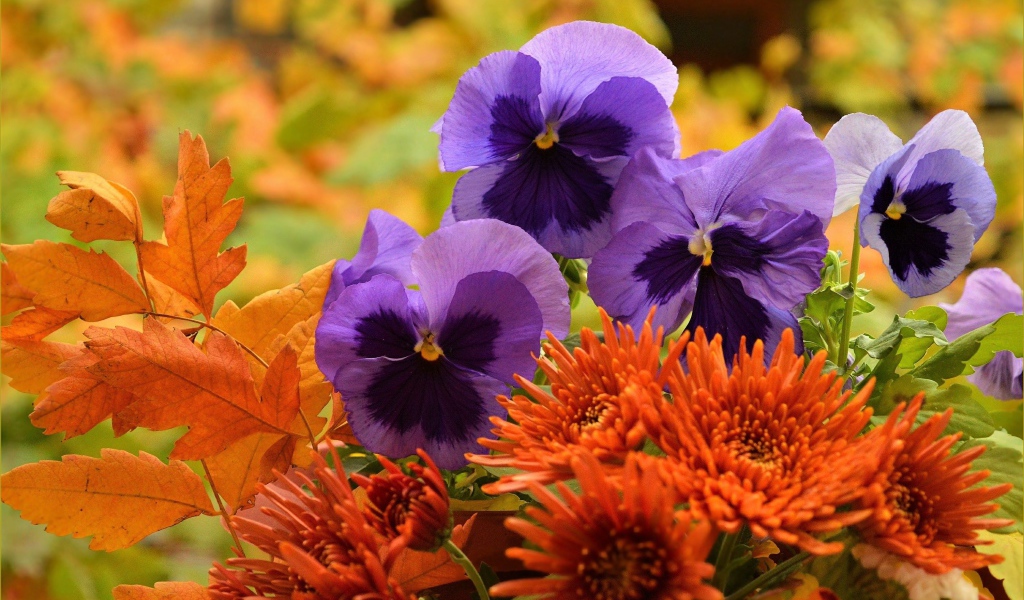 Фиолетовые цветы анютины глазки с оранжевыми цветами хризантемы
