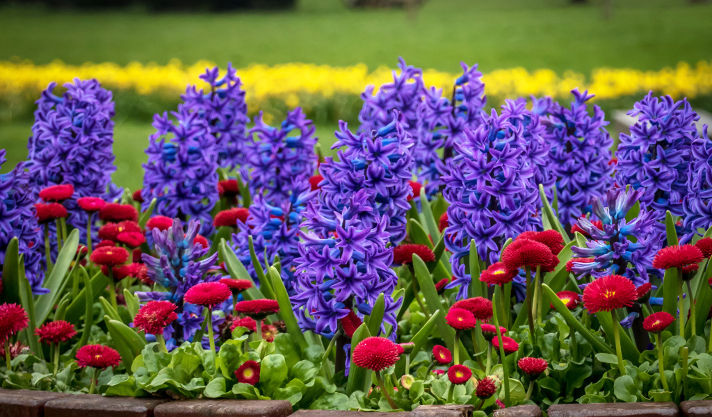 Фиолетовые гиацинты и красные маргаритки на клумбе