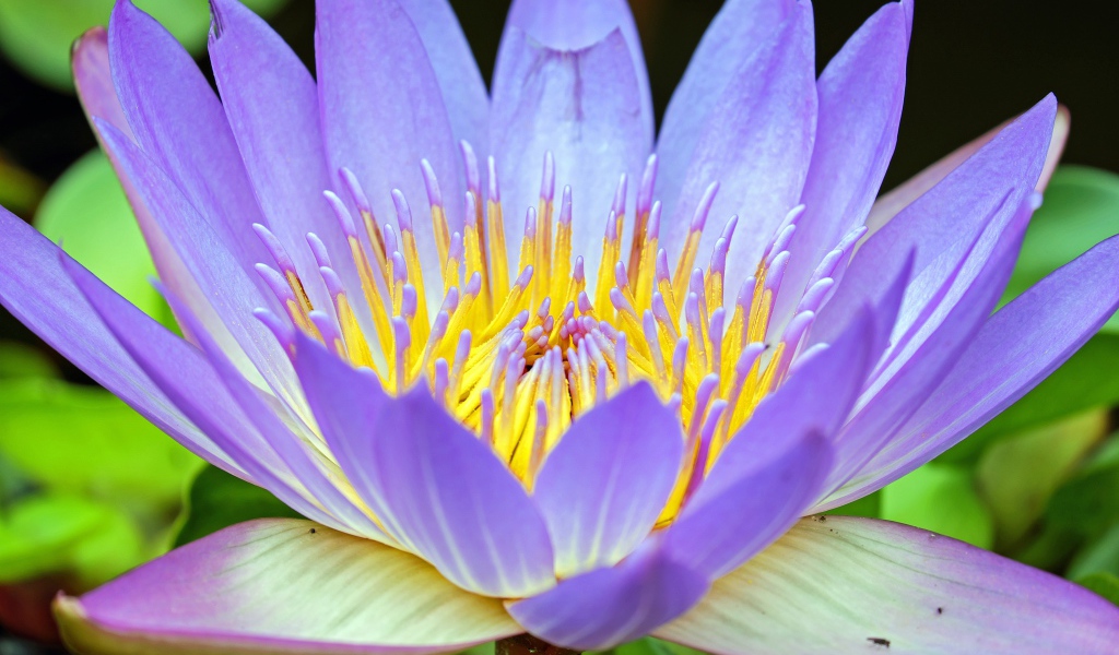 Фиолетовый крупный цветок лотос 