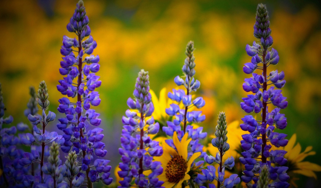 Сиреневые полевые цветы люпин 