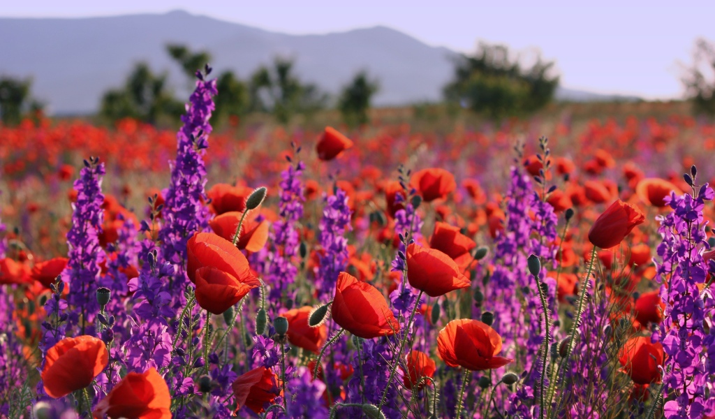 Фиолетовые полевые цветы и красные маки в лучах солнца в поле