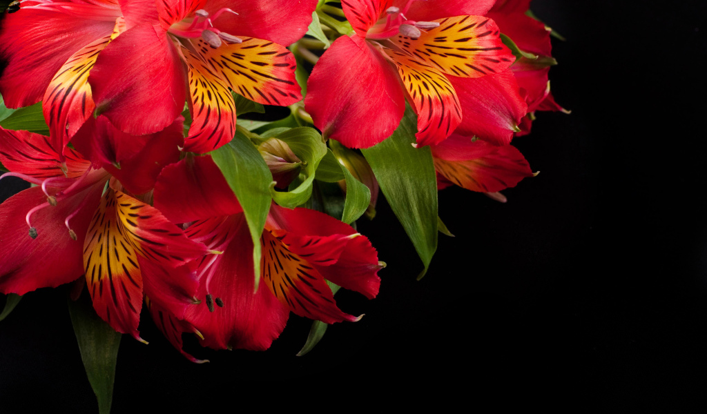 Красные цветы альстрёмерия крупным планом на черном фоне