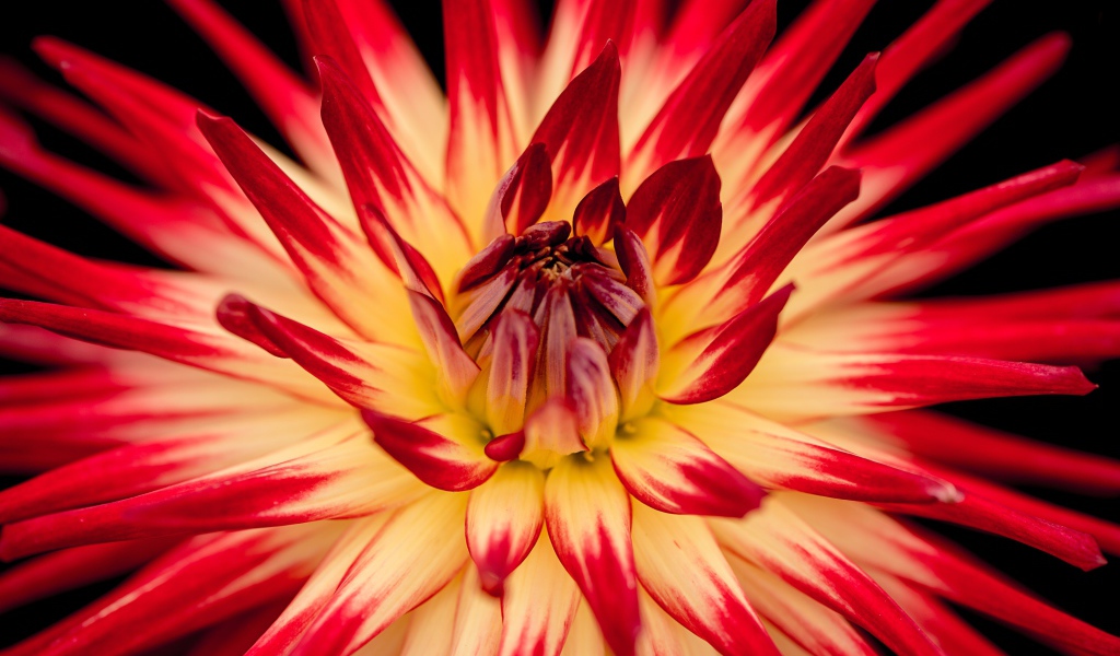 Красный цветок георгин  с острыми лепестками 