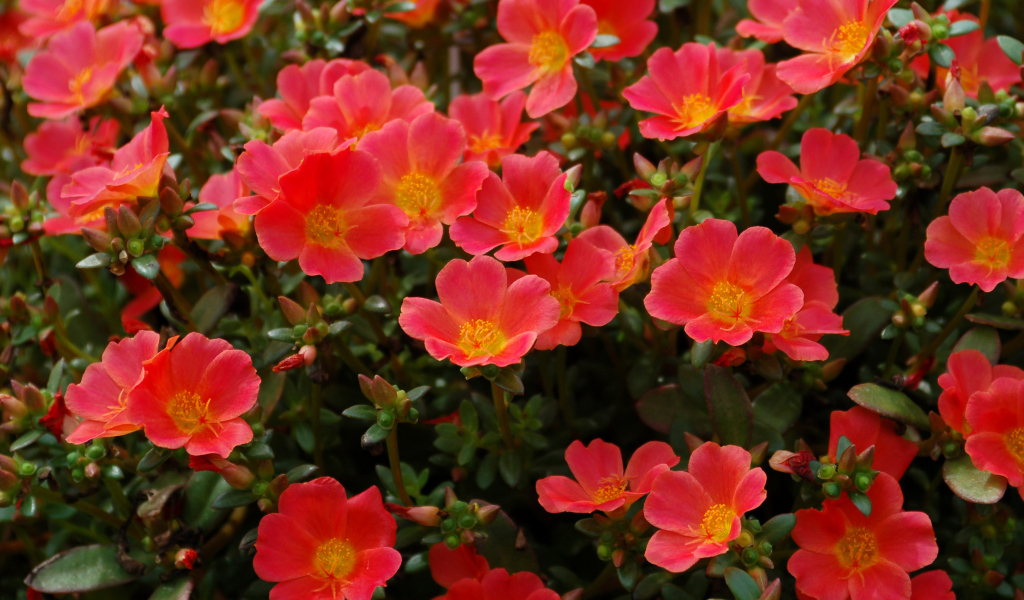 Красный портулак на клумбе крупным планом