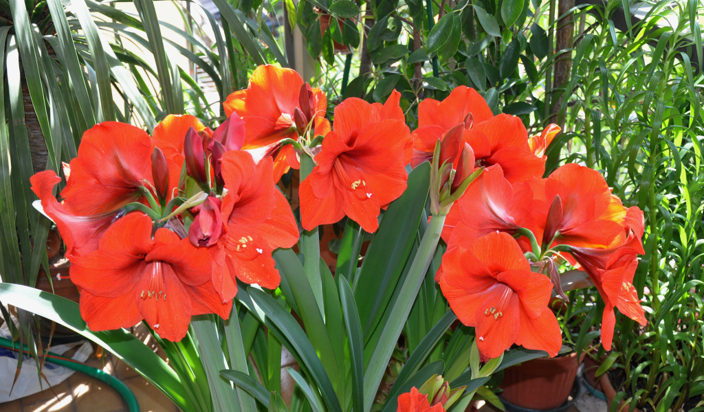 Красные комнатные цветы Амариллис