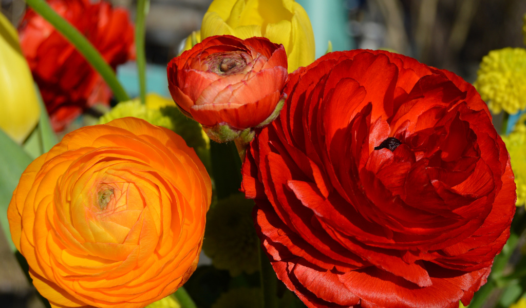 Красные и оранжевые цветы лютики