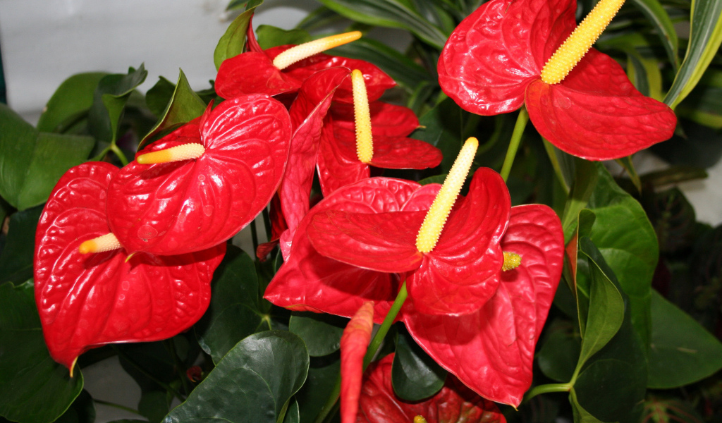 Красные цветы антуриум крупным планом