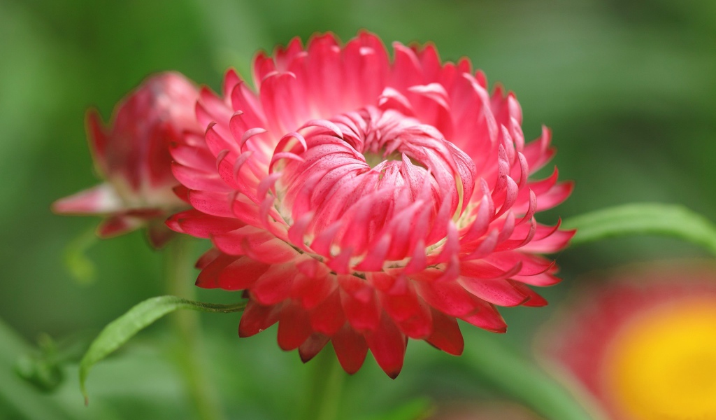 Красный цветок астра 