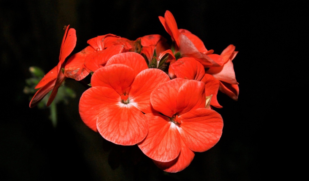Красные красивые цветы на черном фоне 