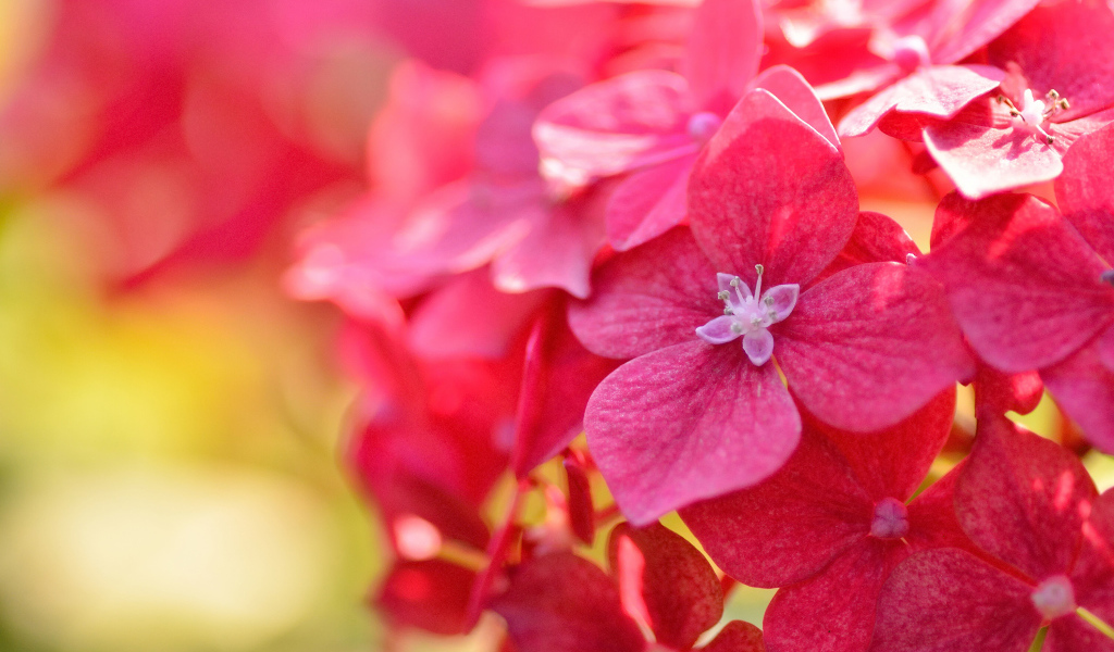 Красные красивые цветы гортензия крупным планом