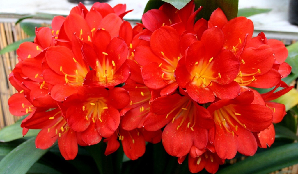 Красные красивые комнатные цветы кливия