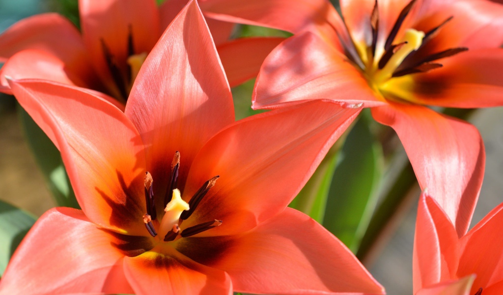 Красные распустившиеся тюльпаны крупным планом 