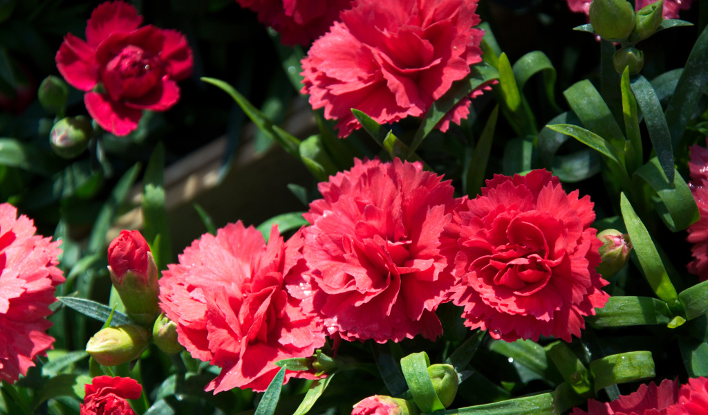 Красные гвоздики с бутонами крупным планом