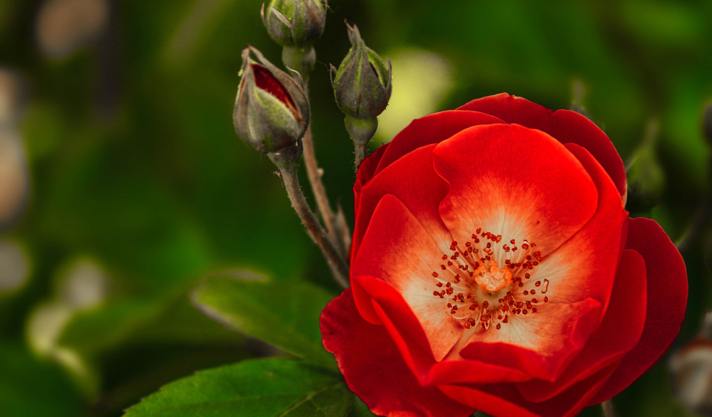 Красная нежная роза с бутонами крупным планом 