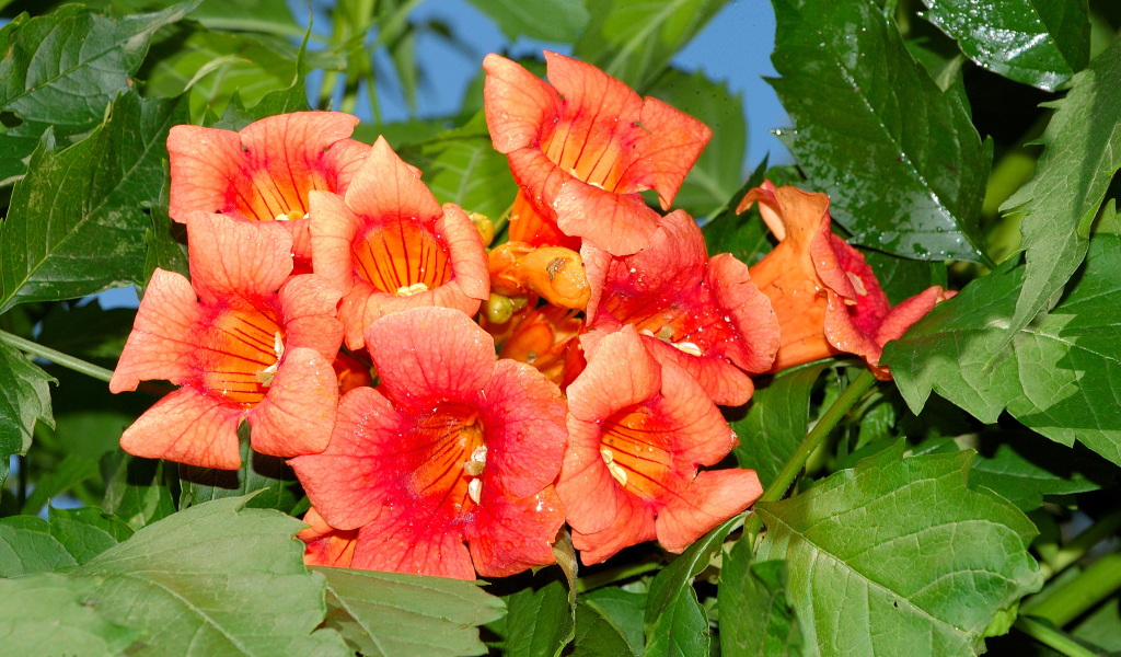 Красные цветы Кампсис крупным планом 