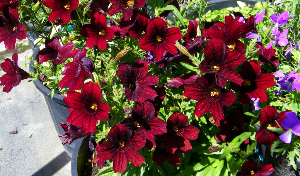 Красные цветы сальпиглоссис растут в горшках