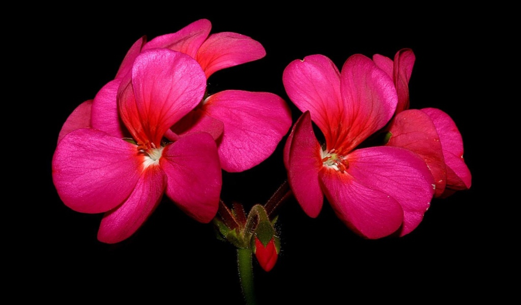 Красные цветы герани на черном фоне крупным планом