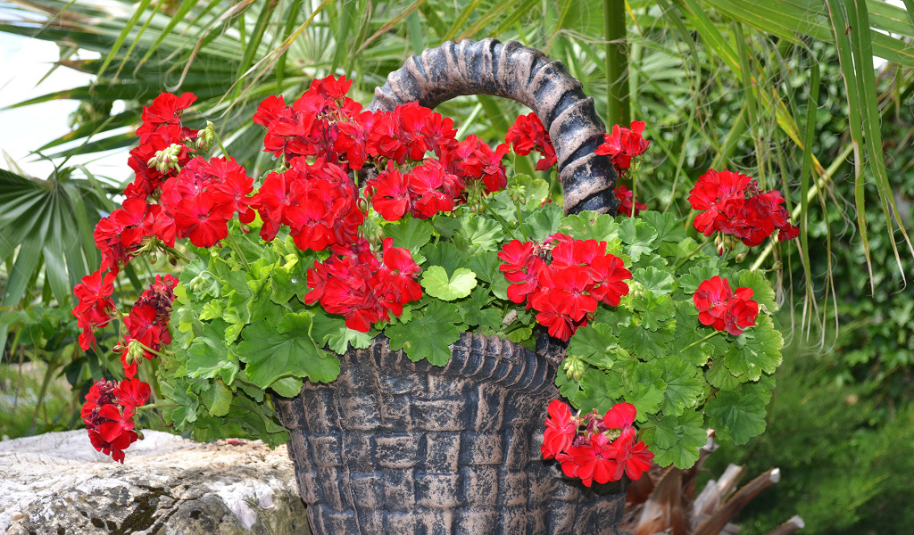 Красная герань в цветочном горшке в форме корзины