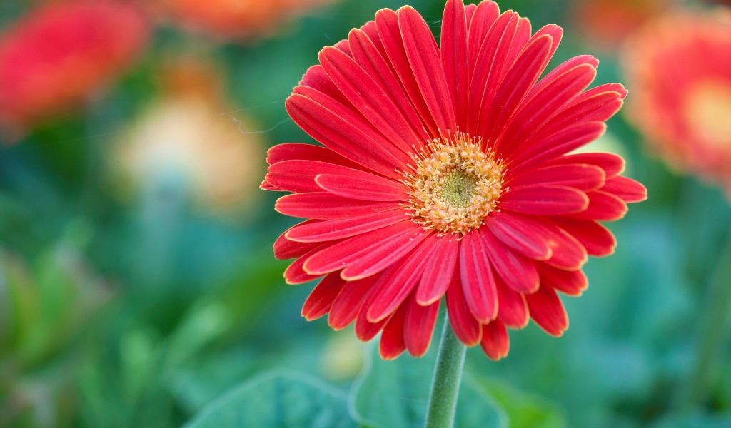 Красный цветок герберы крупным планом