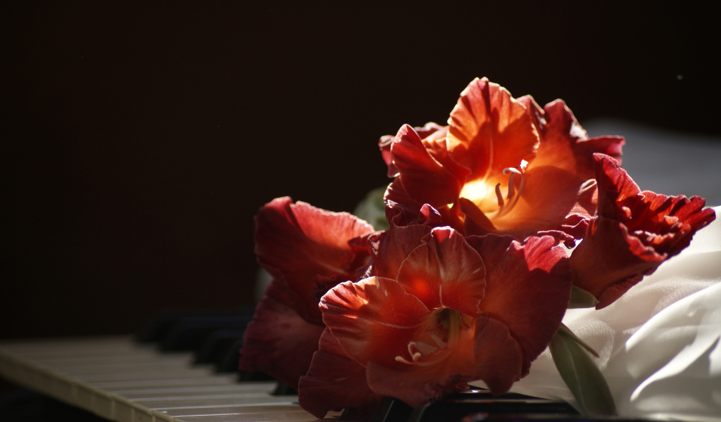 Красный гладиолус лежит на клавишах пианино