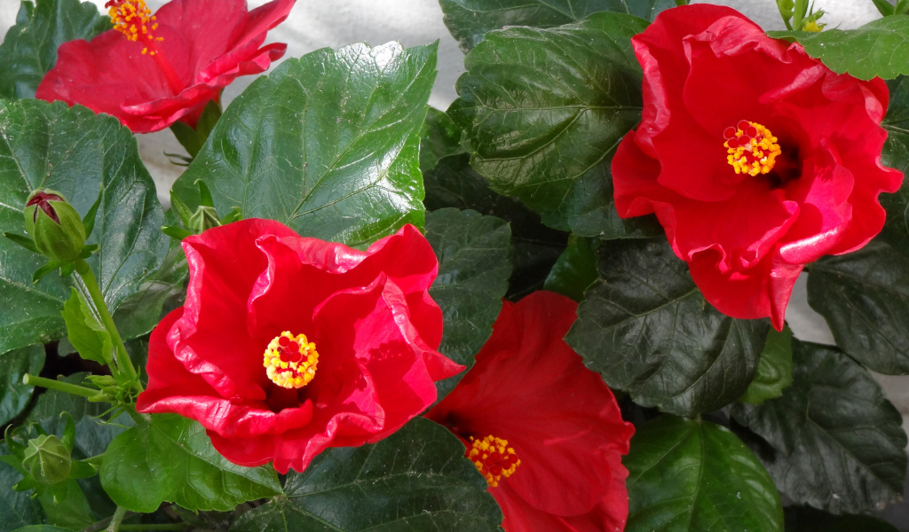 Красные цветы гибискуса с зелеными листьями крупным планом